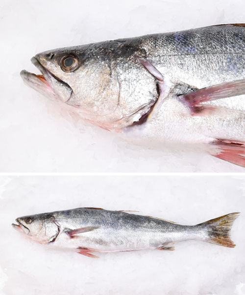 Curvina